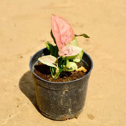 Buy Syngonium Pink  in 4 Inch Nursery Pot Online | Urvann.com