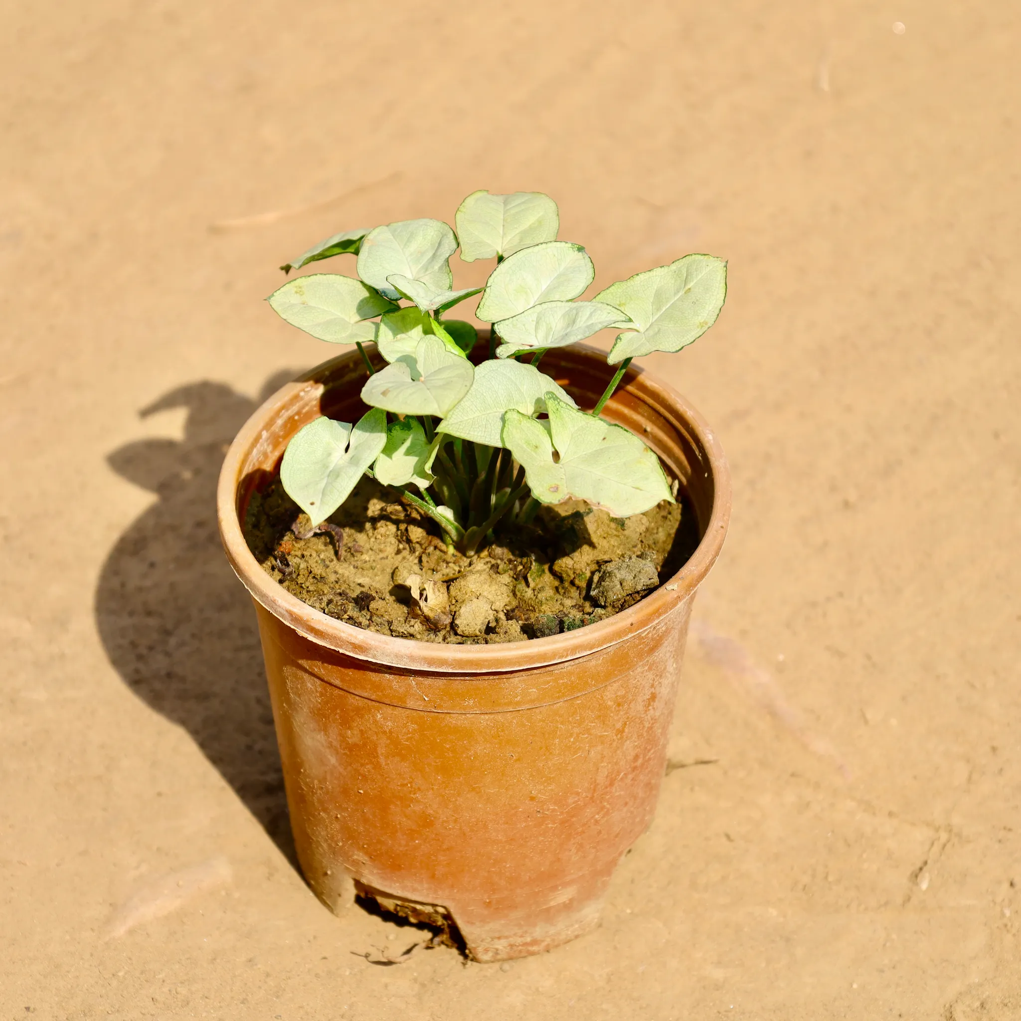Syngonium White in 6 Inch Nursery Pot