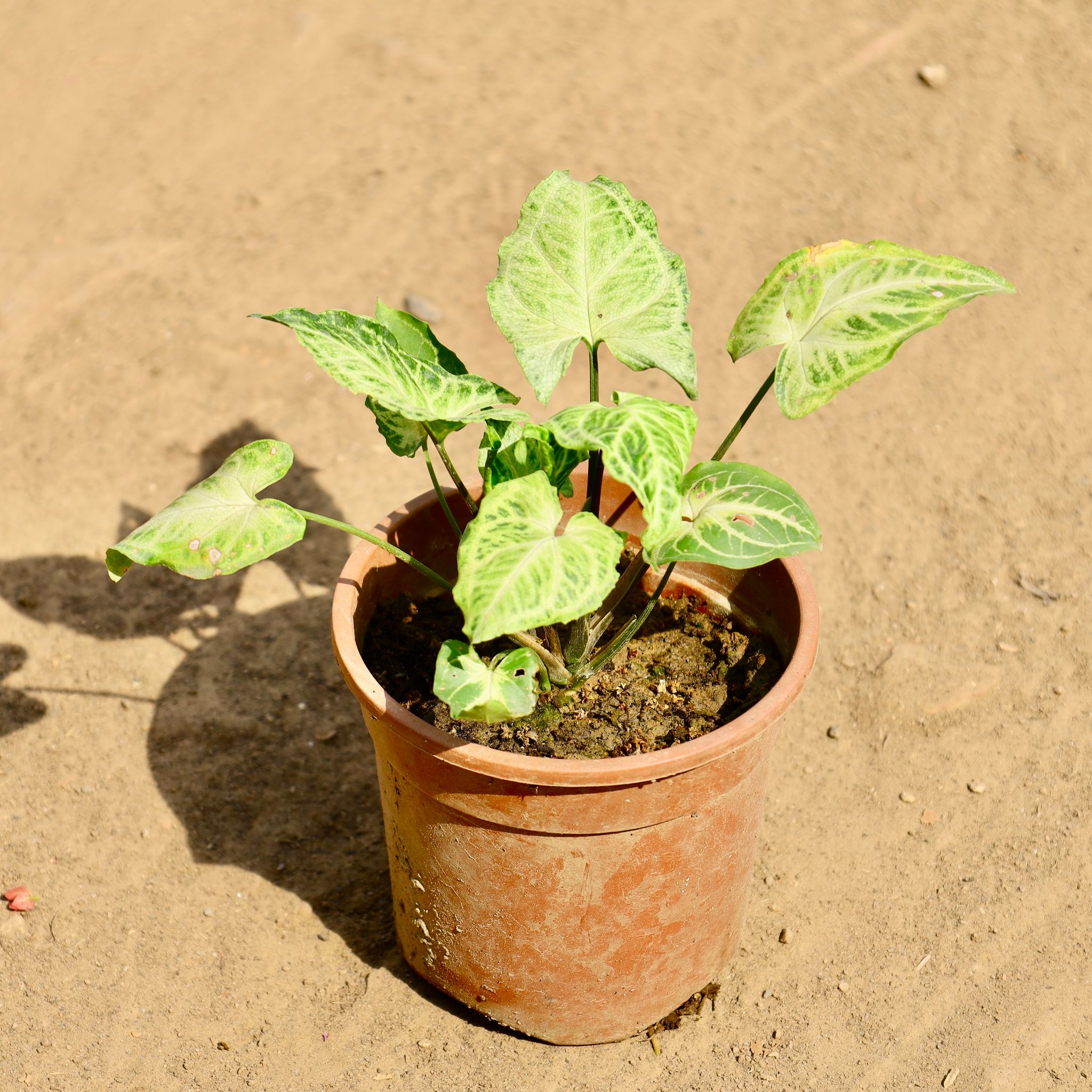 Syngonium White in 5 Inch Nursery Pot