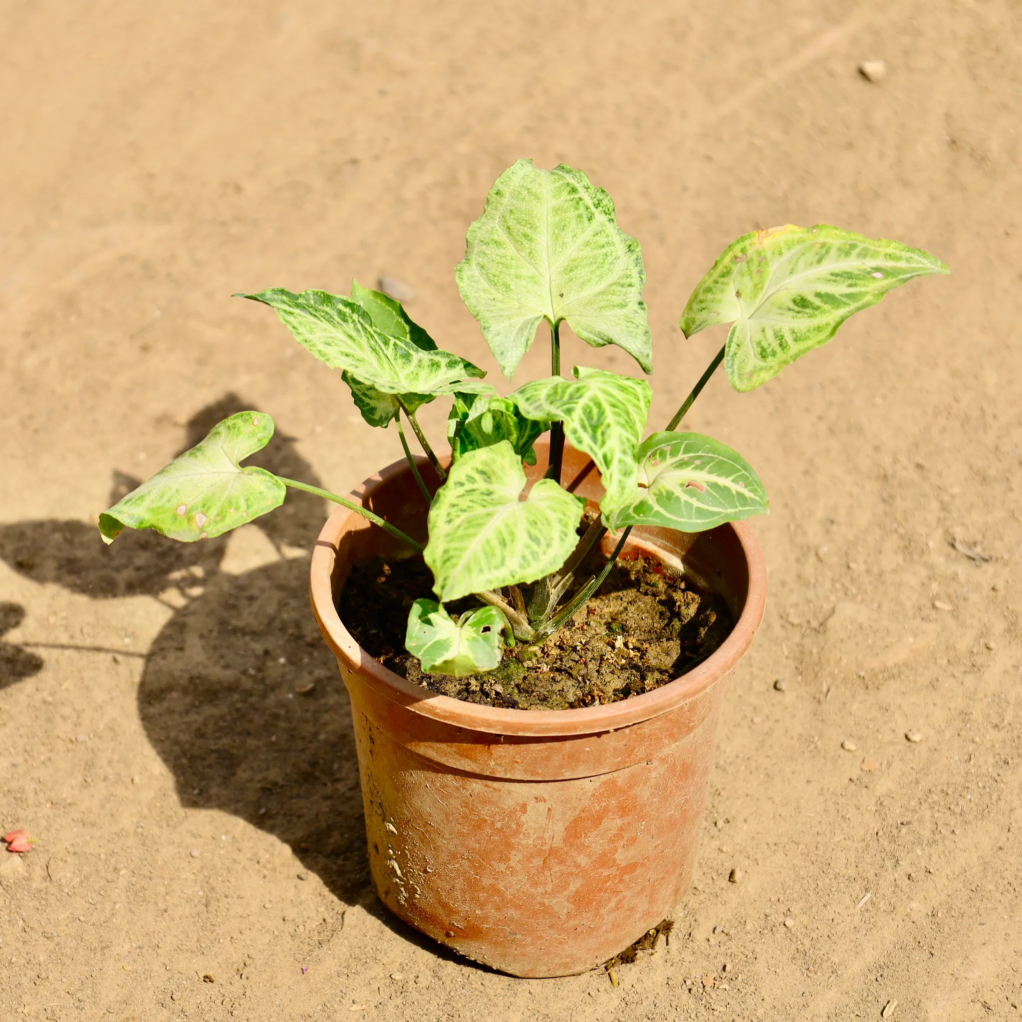 Syngonium White in 5 Inch Nursery Pot
