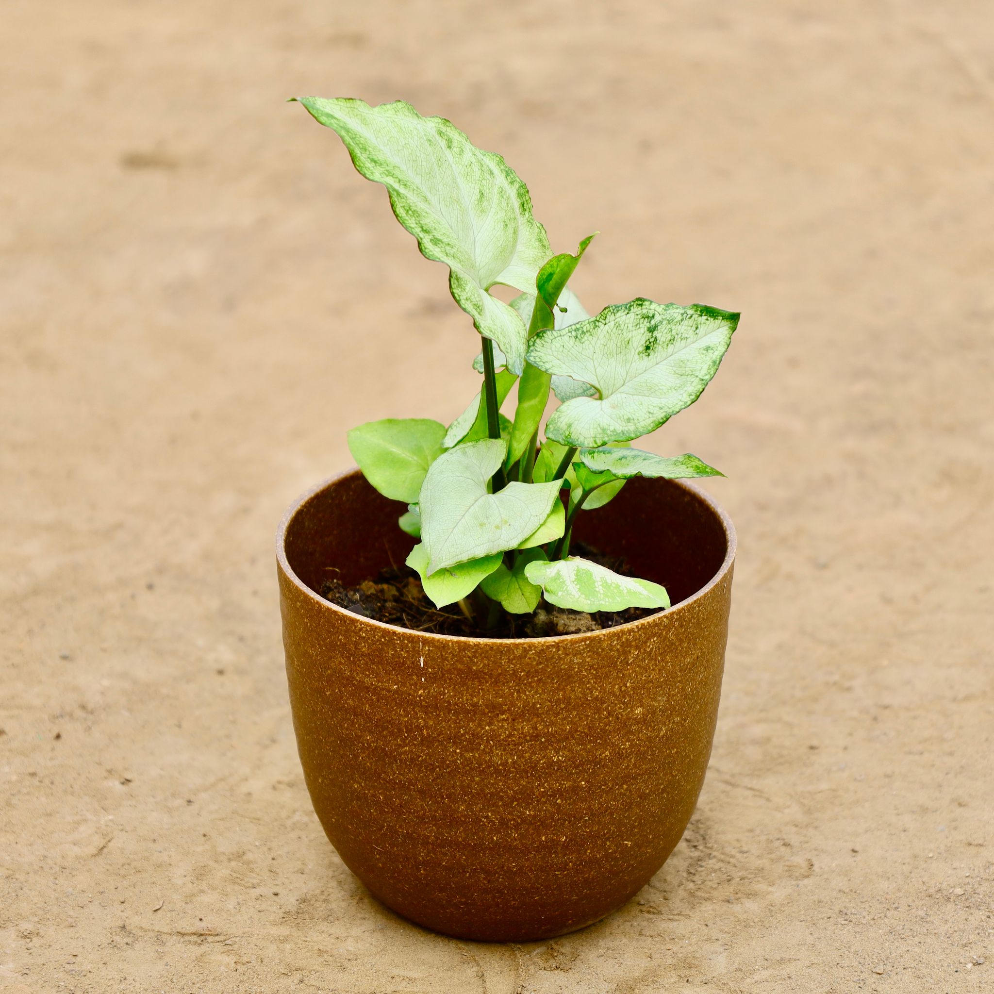 Syngonium White in 4 Inch Nursery Pot