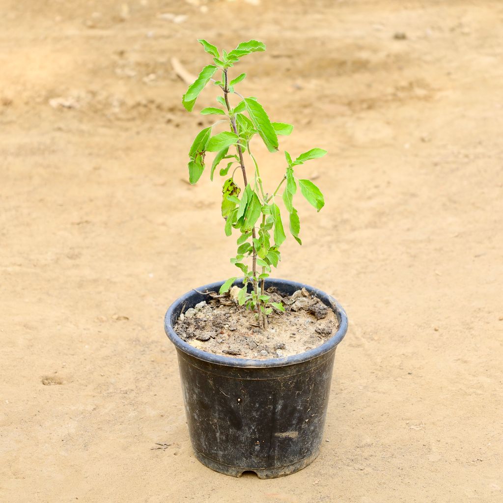 Buy Tulsi in 6 Inch Nursery Pot Online | Urvann.com Tulsi in 6 Inch Nursery Pot