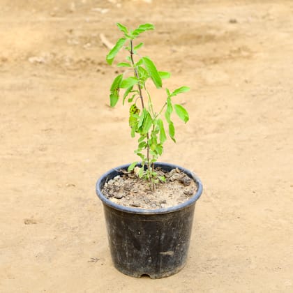 Buy Tulsi in 6 Inch Nursery Pot Online | Urvann.com