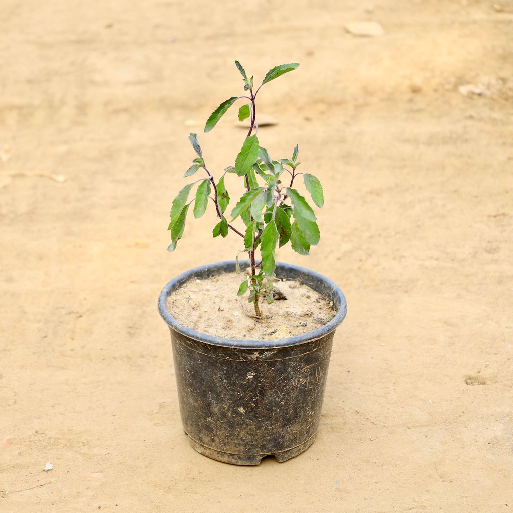 Buy Tulsi in 6 Inch Nursery Pot Online | Urvann.com Tulsi in 6 Inch Nursery Pot