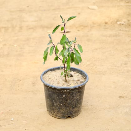 Buy Tulsi in 6 Inch Nursery Pot Online | Urvann.com