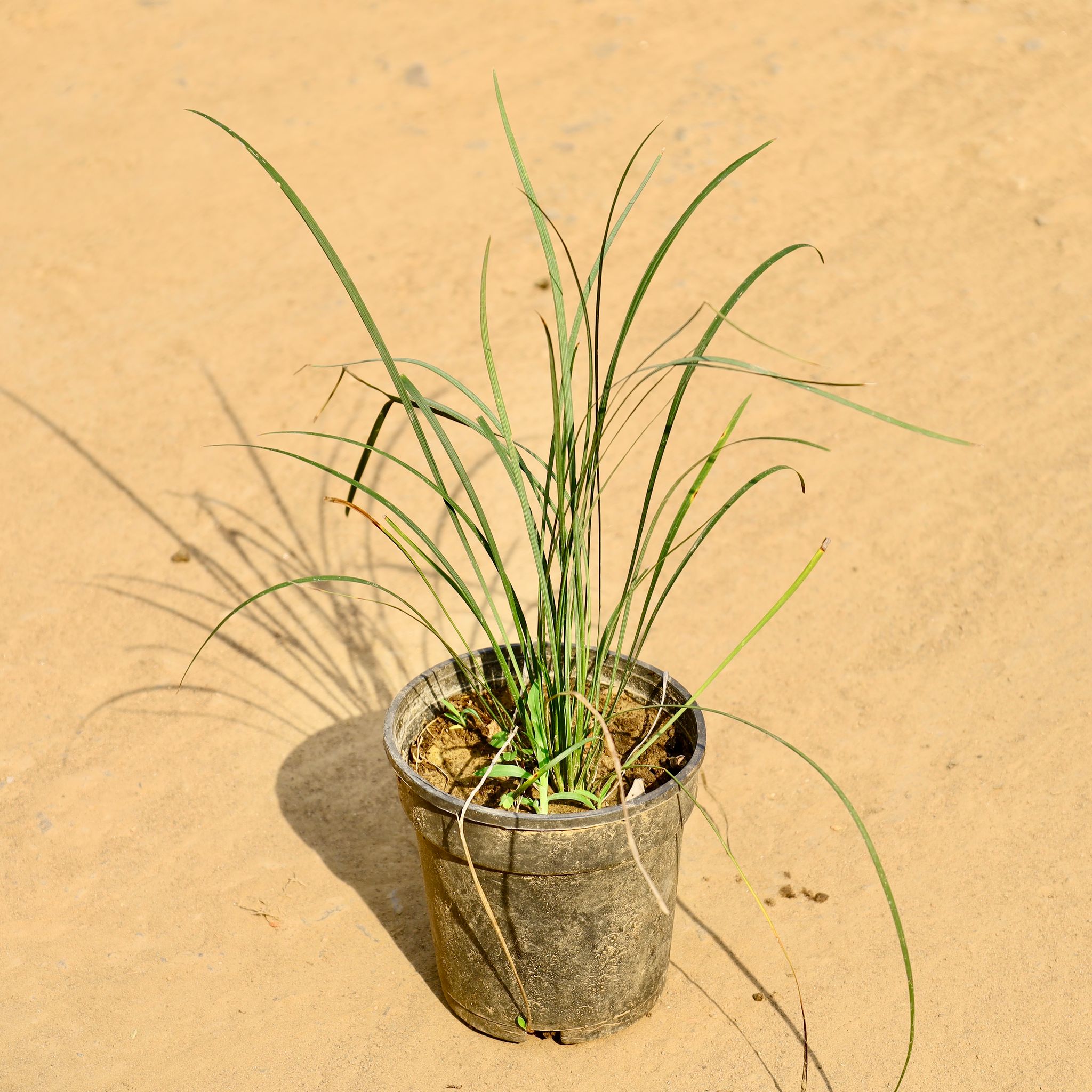 Grass Black in 6 Inch Nursery Pot