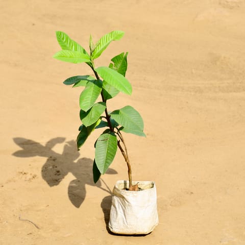 Guava / Amrood in 5 Inch Nursery bag
