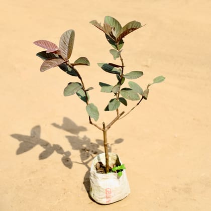 Buy Guava / Amrood in 4 Inch Nursery bag Online | Urvann.com