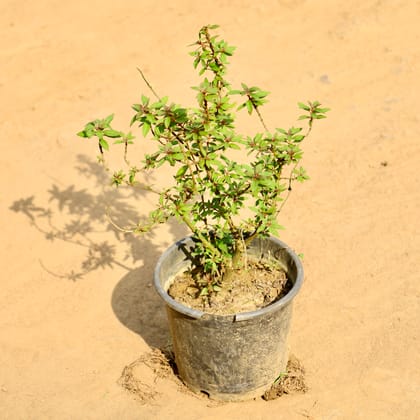 Buy Hamelia / Firebush (Any Colour) in 6 Inch Nursery Pot Online | Urvann.com