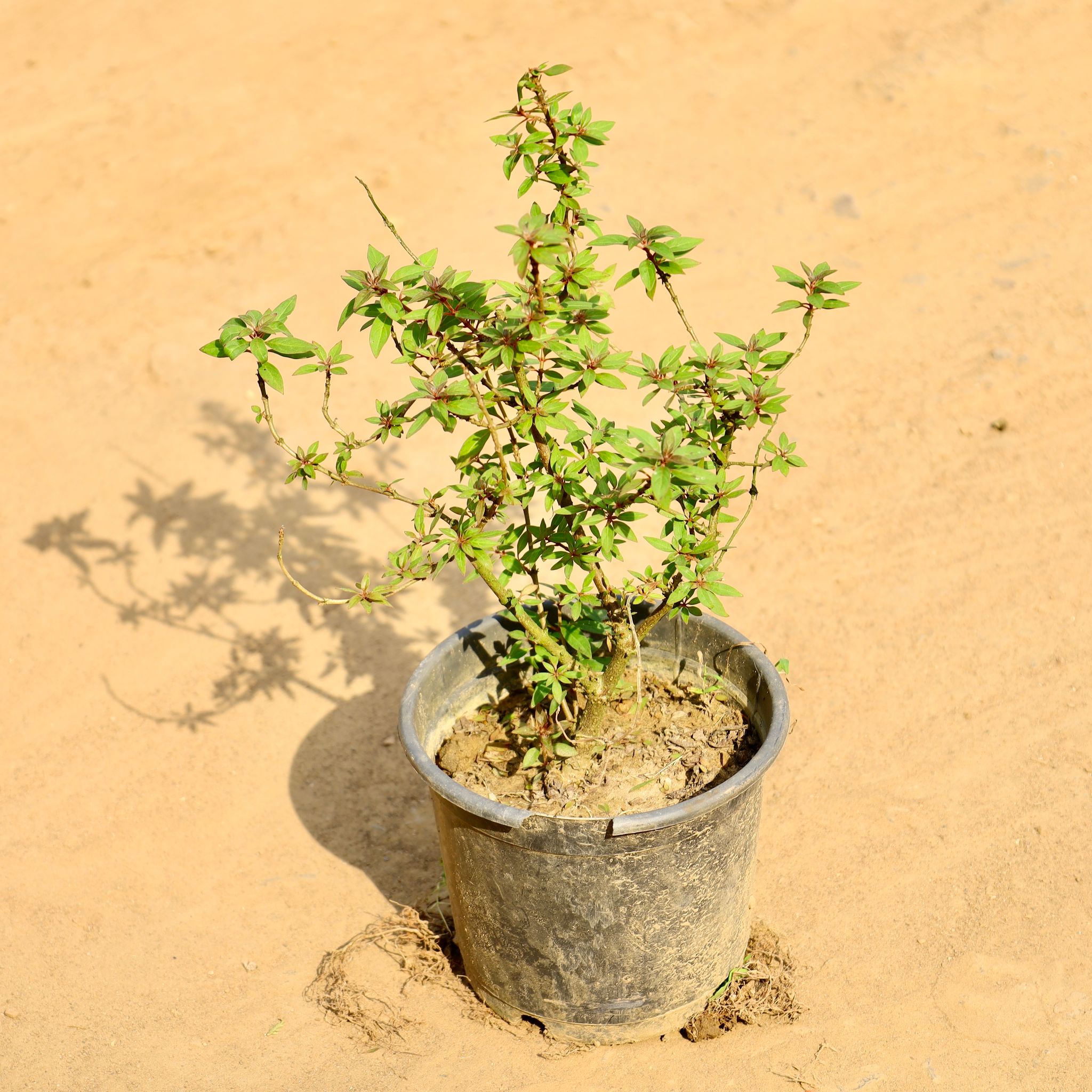 Hamelia / Firebush (Any Colour) in 6 Inch Nursery Pot