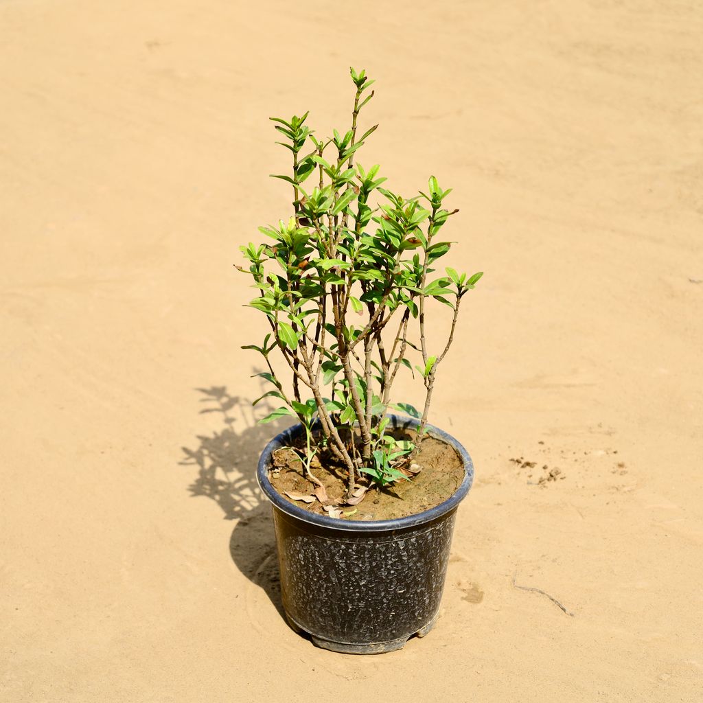 Ixora Mini in 6 Inch Nursery Pot