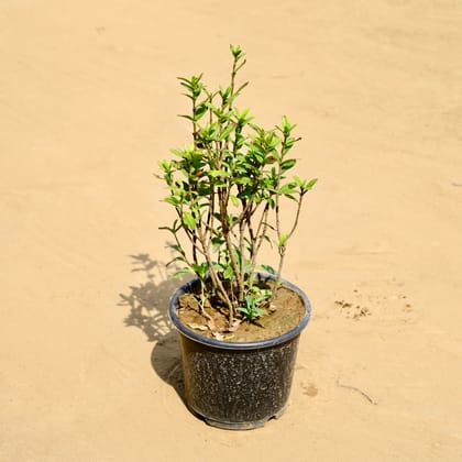Buy Ixora Mini in 6 Inch Nursery Pot Online | Urvann.com