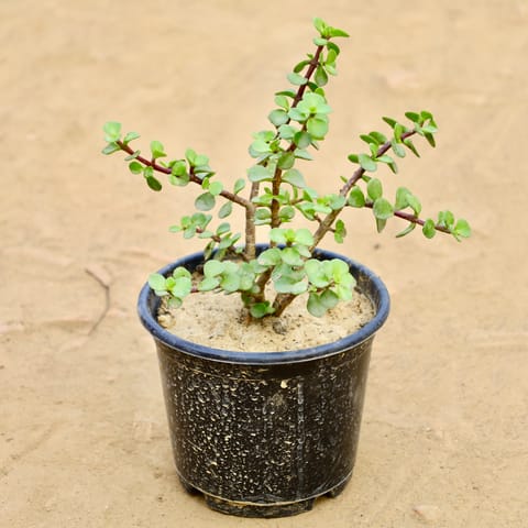 Jade in 6 Inch Nursery Pot