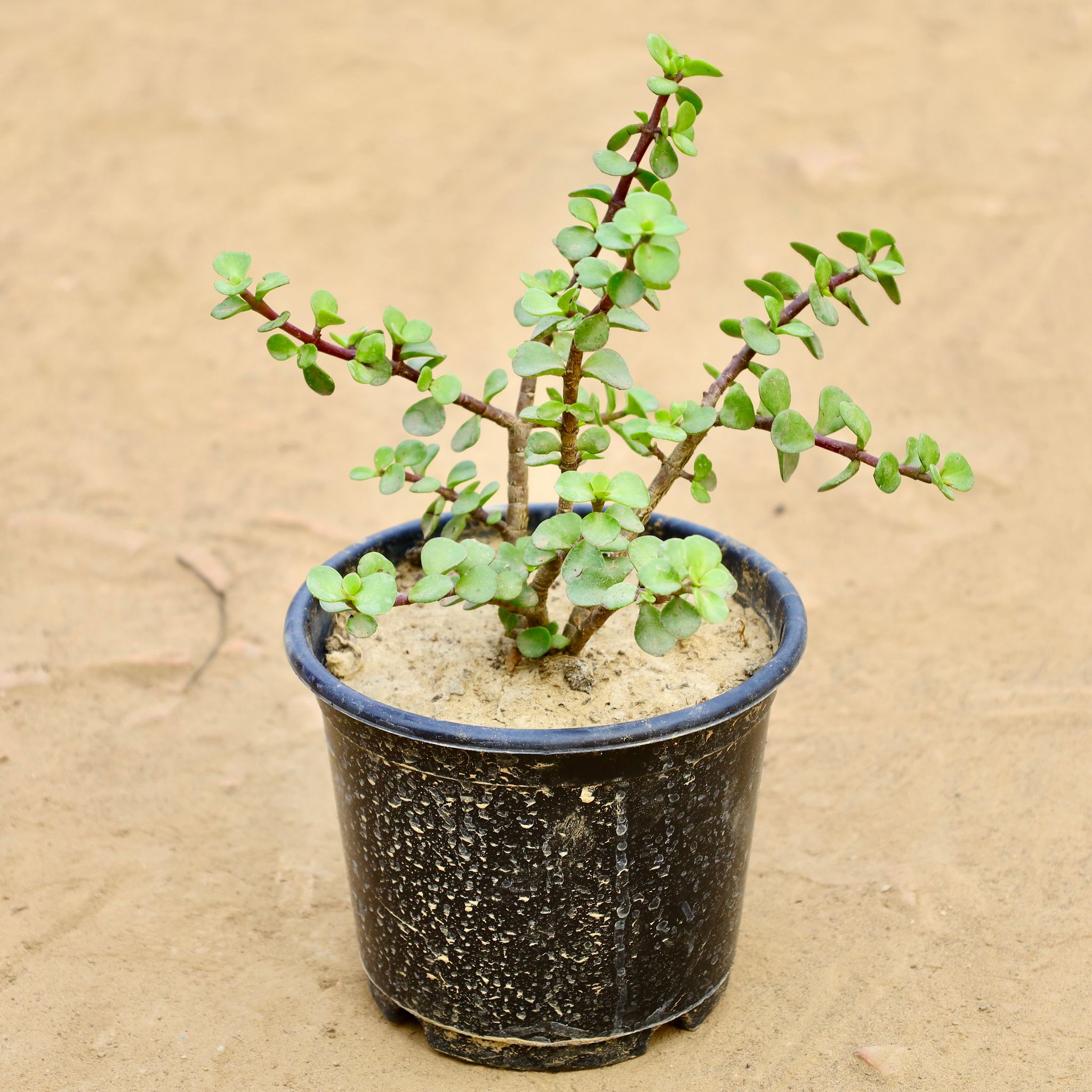 Jade in 6 Inch Nursery Pot