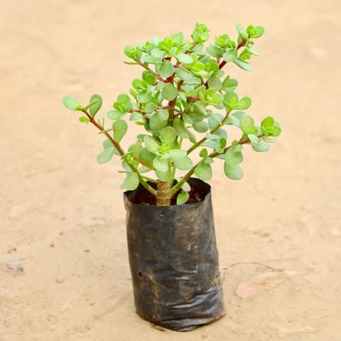 Jade in 4 Inch Nursery bag