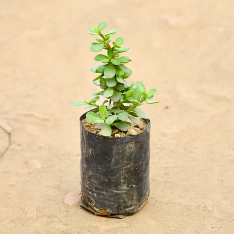 Jade in 4 Inch Nursery bag