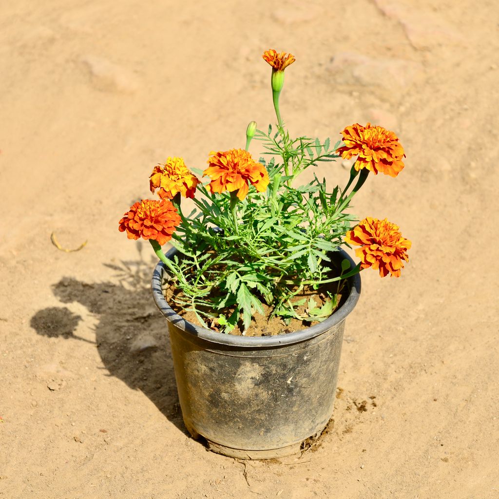 Buy Marigold / Genda Jafri (Any Colour) in 6 Inch Nursery Pot Online | Urvann.com Marigold / Genda Jafri (Any Colour) in 6 Inch Nursery Pot