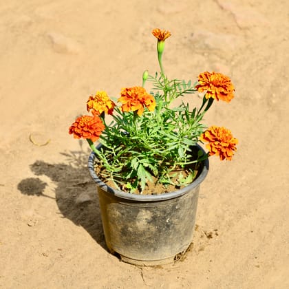 Buy Marigold / Genda Jafri (Any Colour) in 6 Inch Nursery Pot Online | Urvann.com