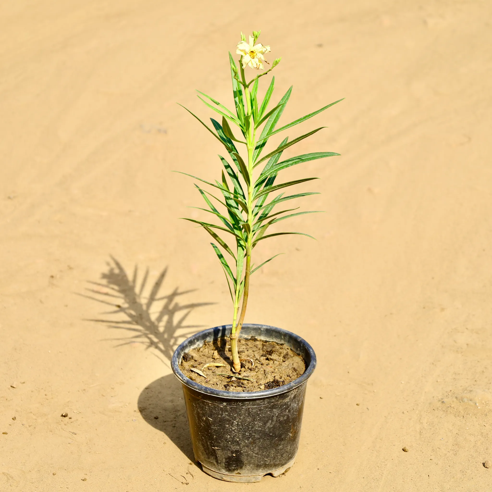 Kaner / Oleander (Any Colour) in 6 Inch Nursery Pot