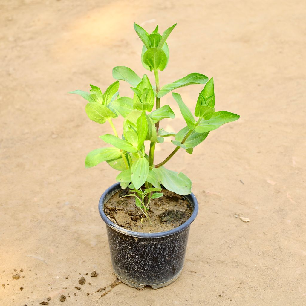Buy Limnophila Aromatica in 6 Inch Nursery Pot Online | Urvann.com Limnophila Aromatica in 6 Inch Nursery Pot