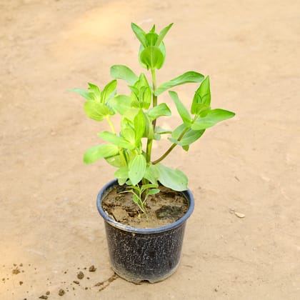 Buy Limnophila Aromatica in 6 Inch Nursery Pot Online | Urvann.com