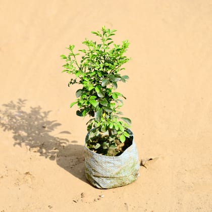 Buy Madhukamini White Flower in 4 Inch Nursery bag Online | Urvann.com