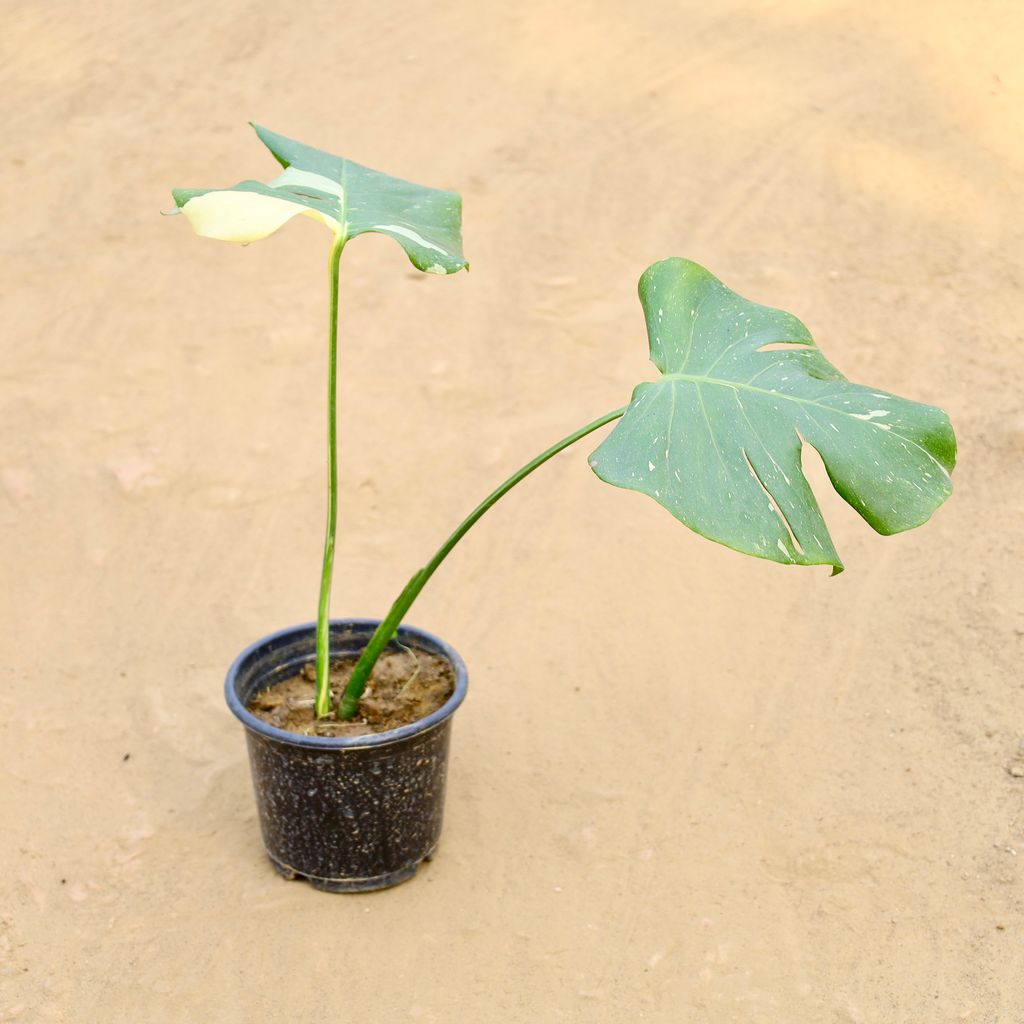 Buy Monestera Varigated in 6 Inch Nursery Pot Online | Urvann.com Monestera Varigated in 6 Inch Nursery Pot