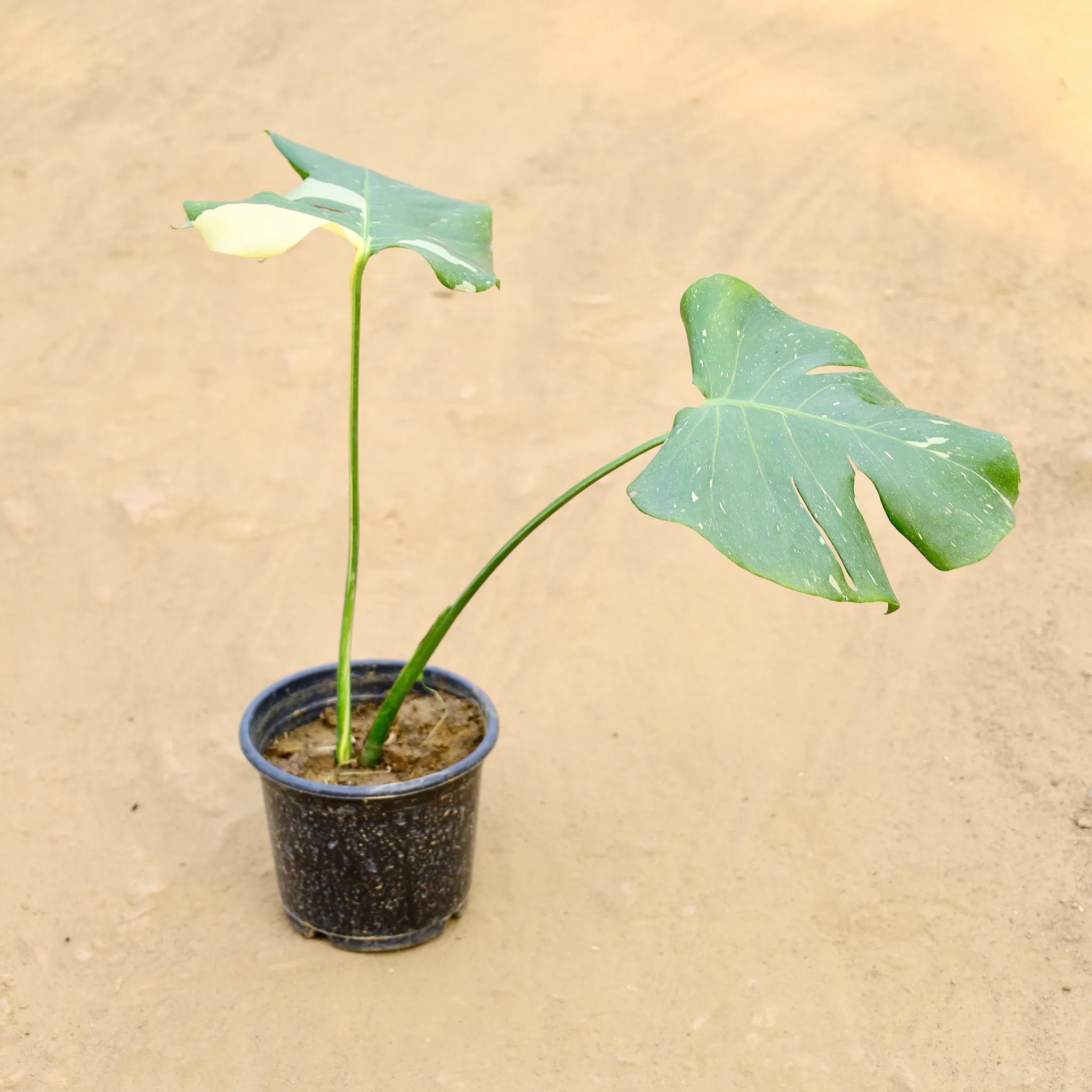 Monestera Varigated in 6 Inch Nursery Pot