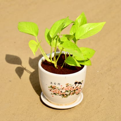Buy Money Plant  Golden in 4 Inch Round plant palace ceramic pot Online | Urvann.com