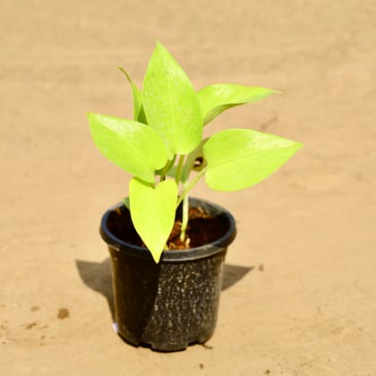 Buy Money Plant Golden in 4 Inch Nursery Pot Online | Urvann.com