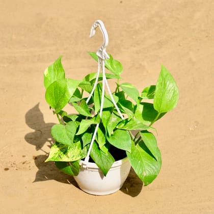 Buy Money Plant Green  in 5 Inch Hanging Basket Online | Urvann.com