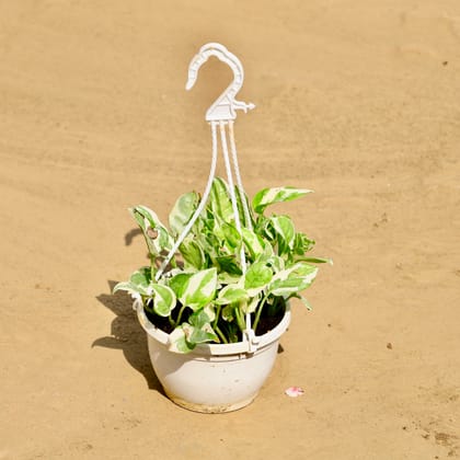 Buy Money Plant Marble in 5 Inch Hanging Basket Online | Urvann.com