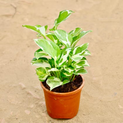 Buy Money Plant Marble  in 4 Inch Nursery Pot Online | Urvann.com