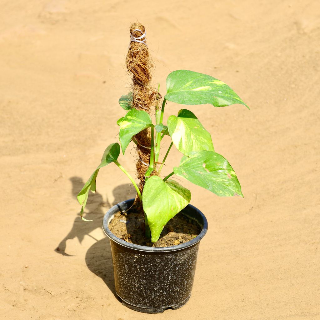 Buy Money Plant With Moss Stick (~1 Ft) in 6 Inch Nursery Pot Online | Urvann.com Money Plant With Moss Stick (~1 Ft) in 6 Inch Nursery Pot