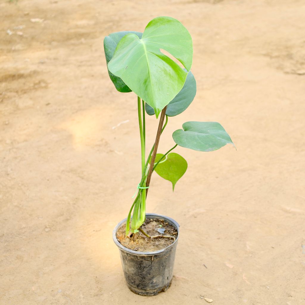 Buy Monstera Big Leaf in 6 Inch Nursery Pot Online | Urvann.com Monstera Big Leaf in 6 Inch Nursery Pot