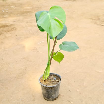 Buy Monstera Big Leaf in 6 Inch Nursery Pot Online | Urvann.com