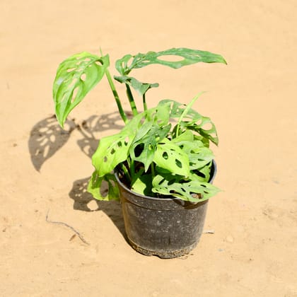 Buy Monstera Broken Heart in 4 Inch Nursery Pot Online | Urvann.com