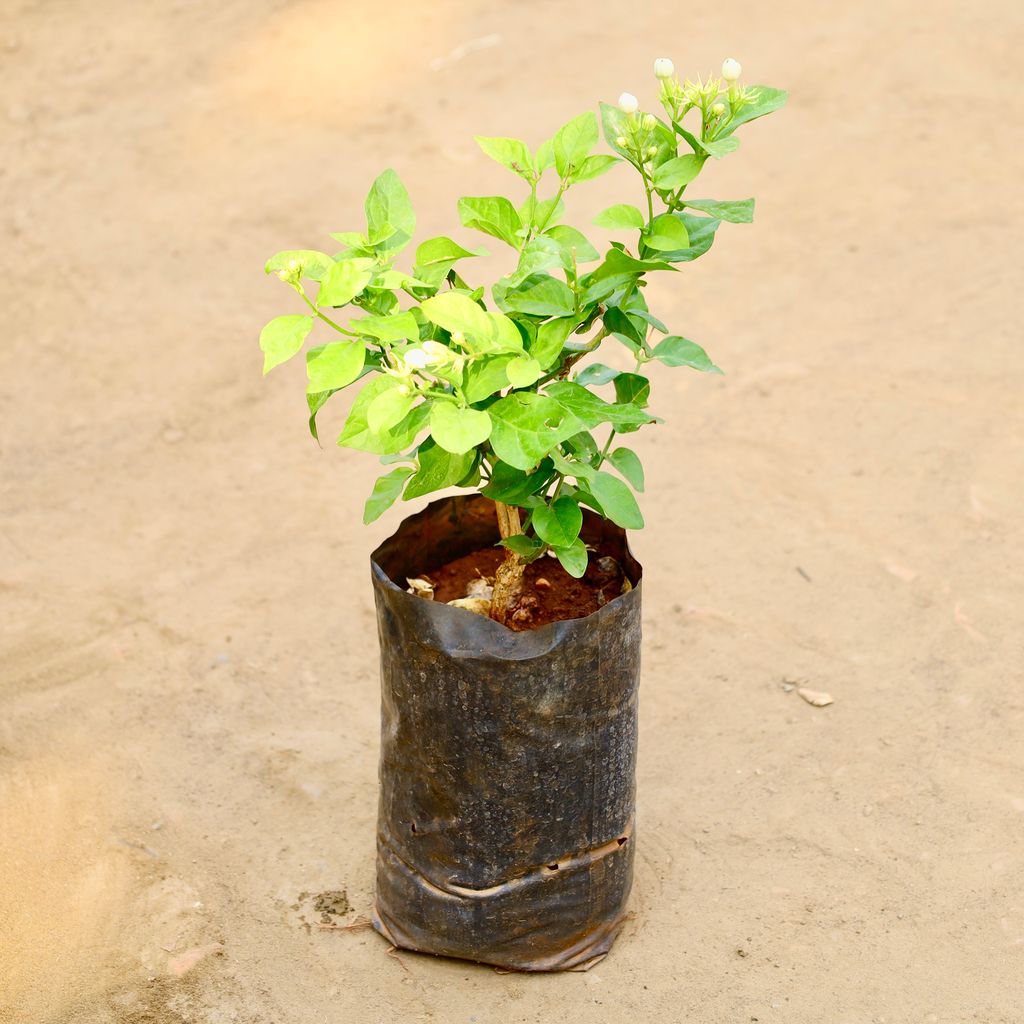 Motia / Jasmine in 6 Inch Nursery bag