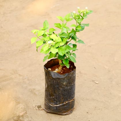 Buy Motia / Jasmine in 6 Inch Nursery bag Online | Urvann.com