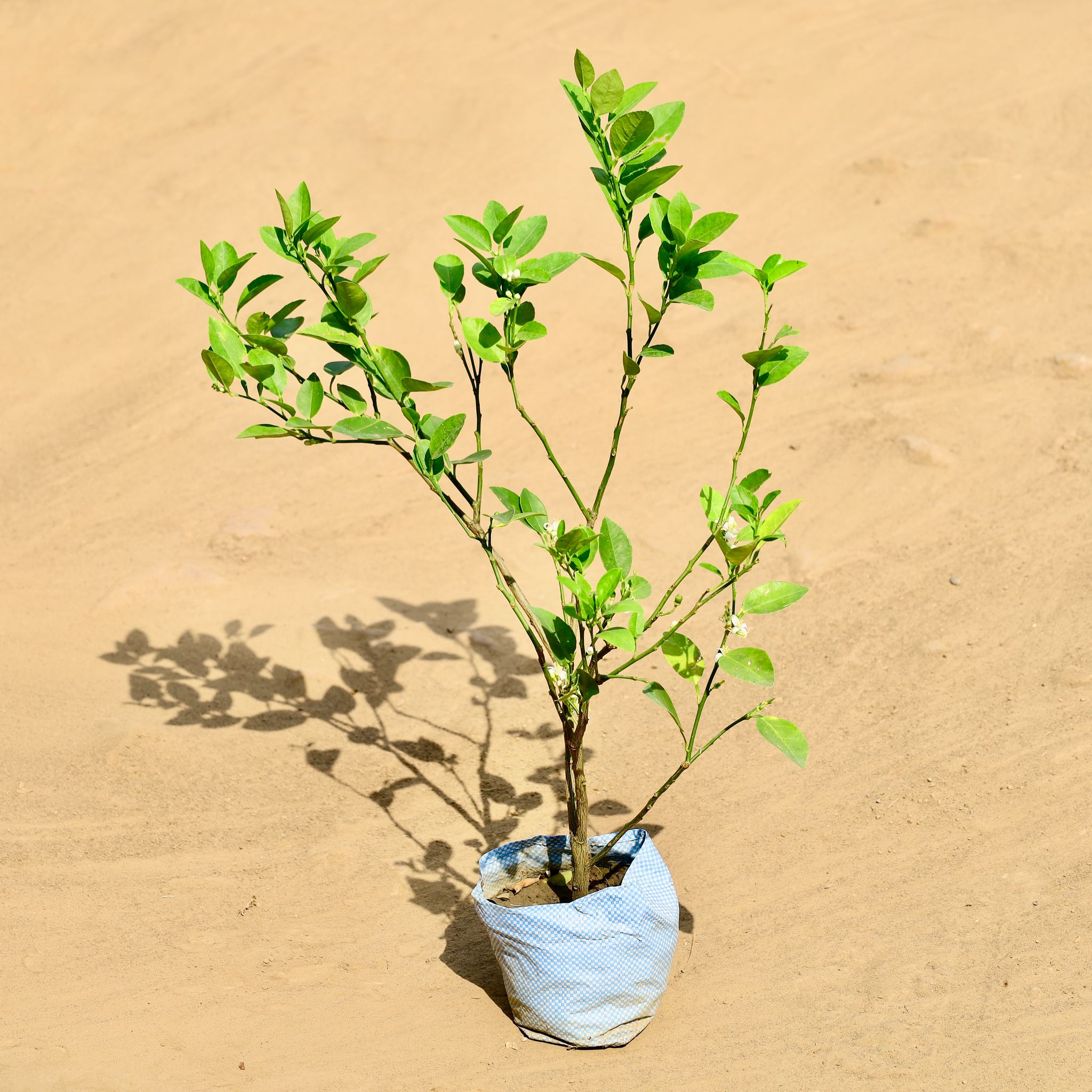 Nimbu / Lemon Plant in 5 Inch Nursery bag