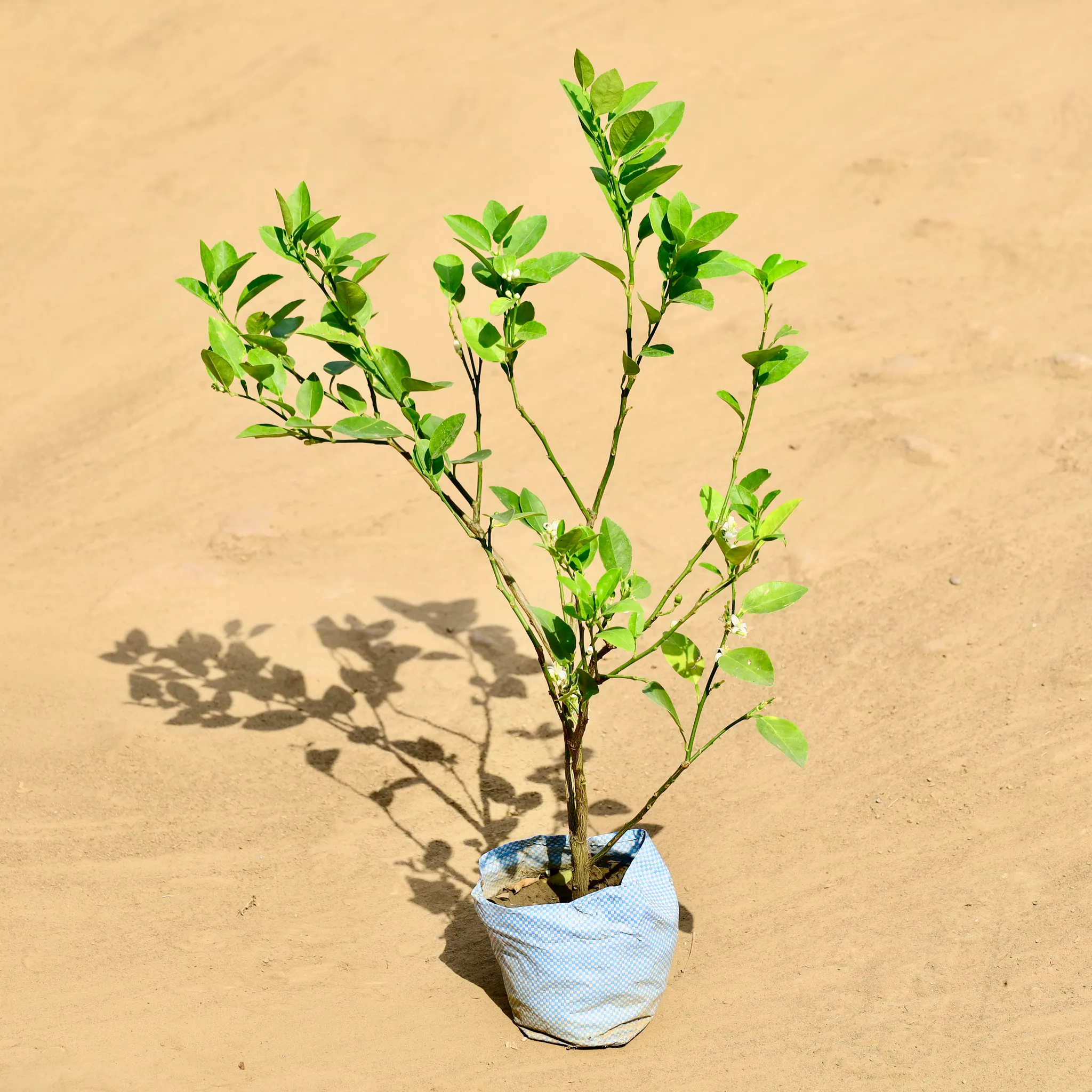 Nimbu / Lemon Plant in 5 Inch Nursery bag