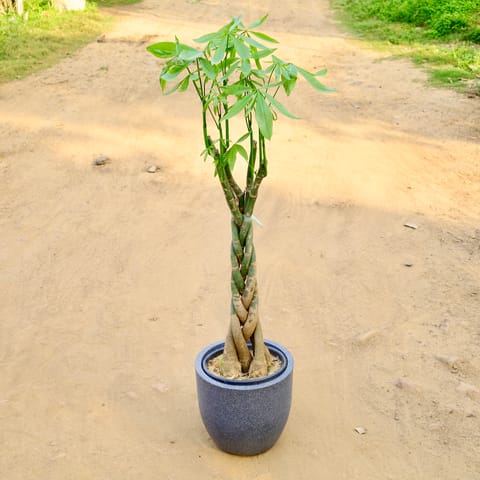 Pachira Breaded  in 12 Inch Fiberglass Pot