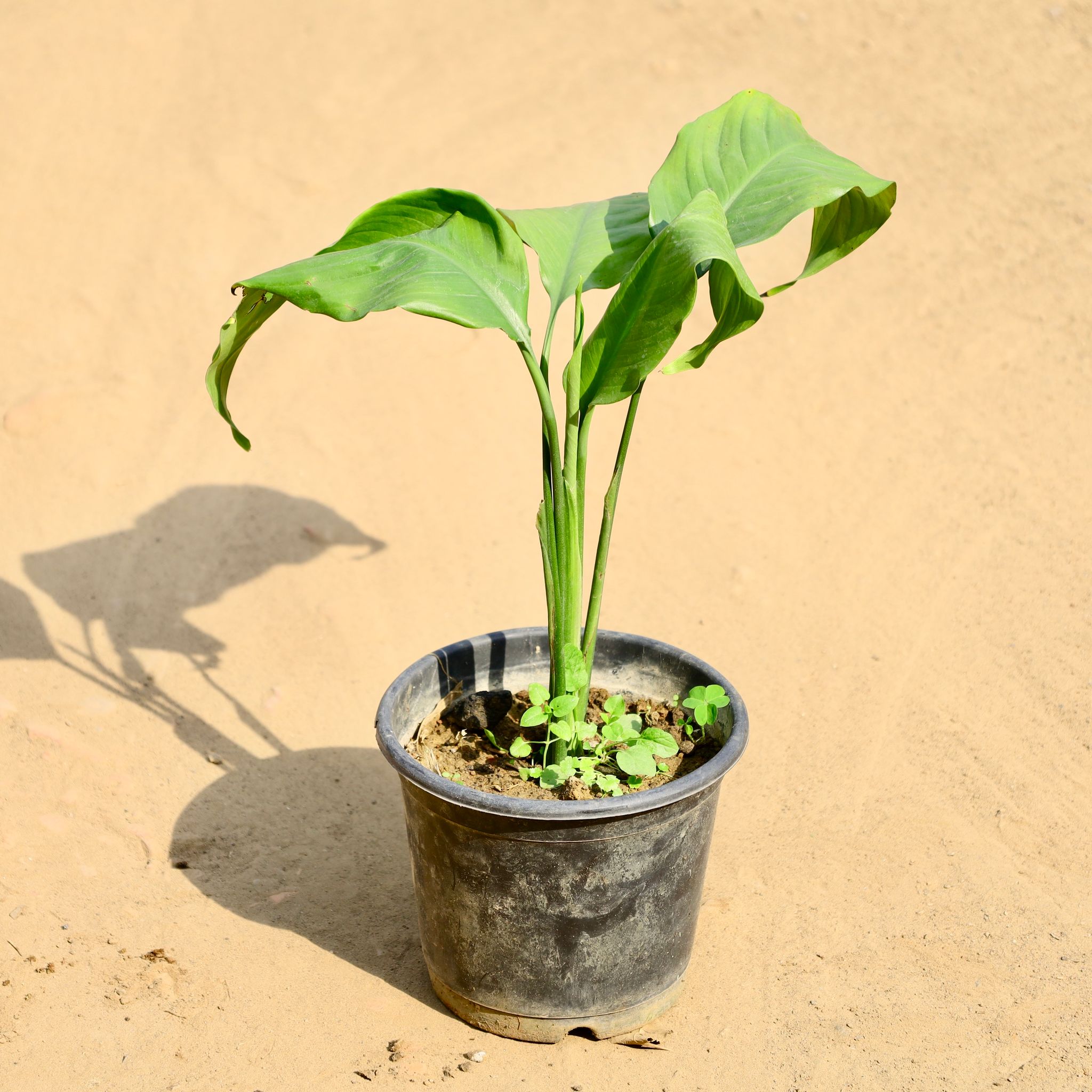 Peace Lily in 6 Inch Nursery Pot