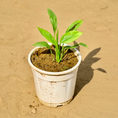 Peace Lily in 6 Inch Nursery Pot
