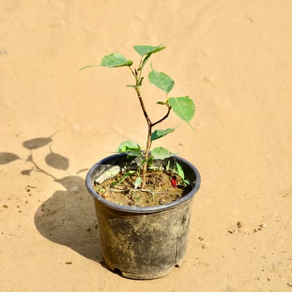 Buy Peepal in 6 Inch Nursery Pot Online | Urvann.com