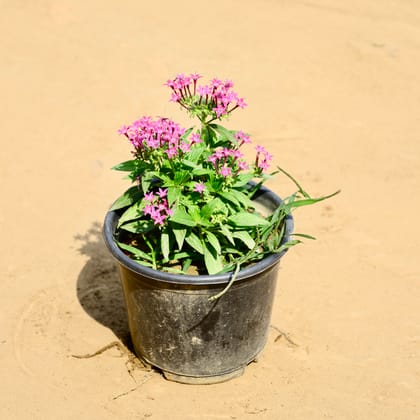 Buy Pentas in 6 Inch Nursery Pot Online | Urvann.com