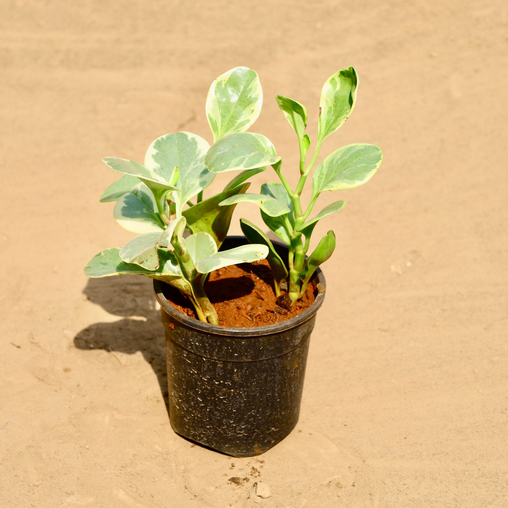 Peperomia / Radiator Plant (Any Colour) in 6 Inch Nursery Pot