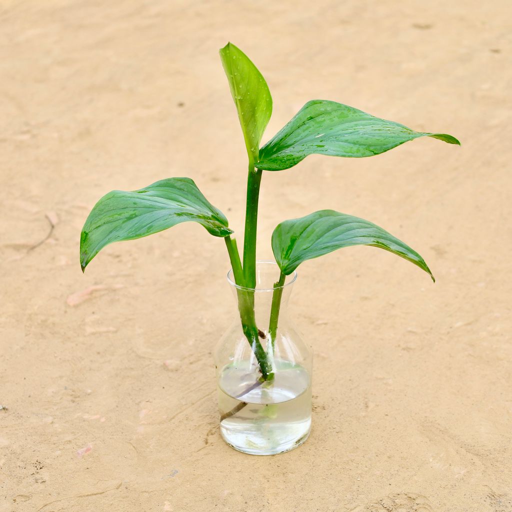 Philodendron in 6 Inch Glass Pot