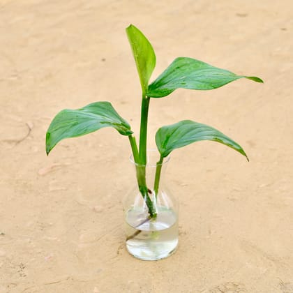Buy Philodendron in 6 Inch Glass Pot Online | Urvann.com
