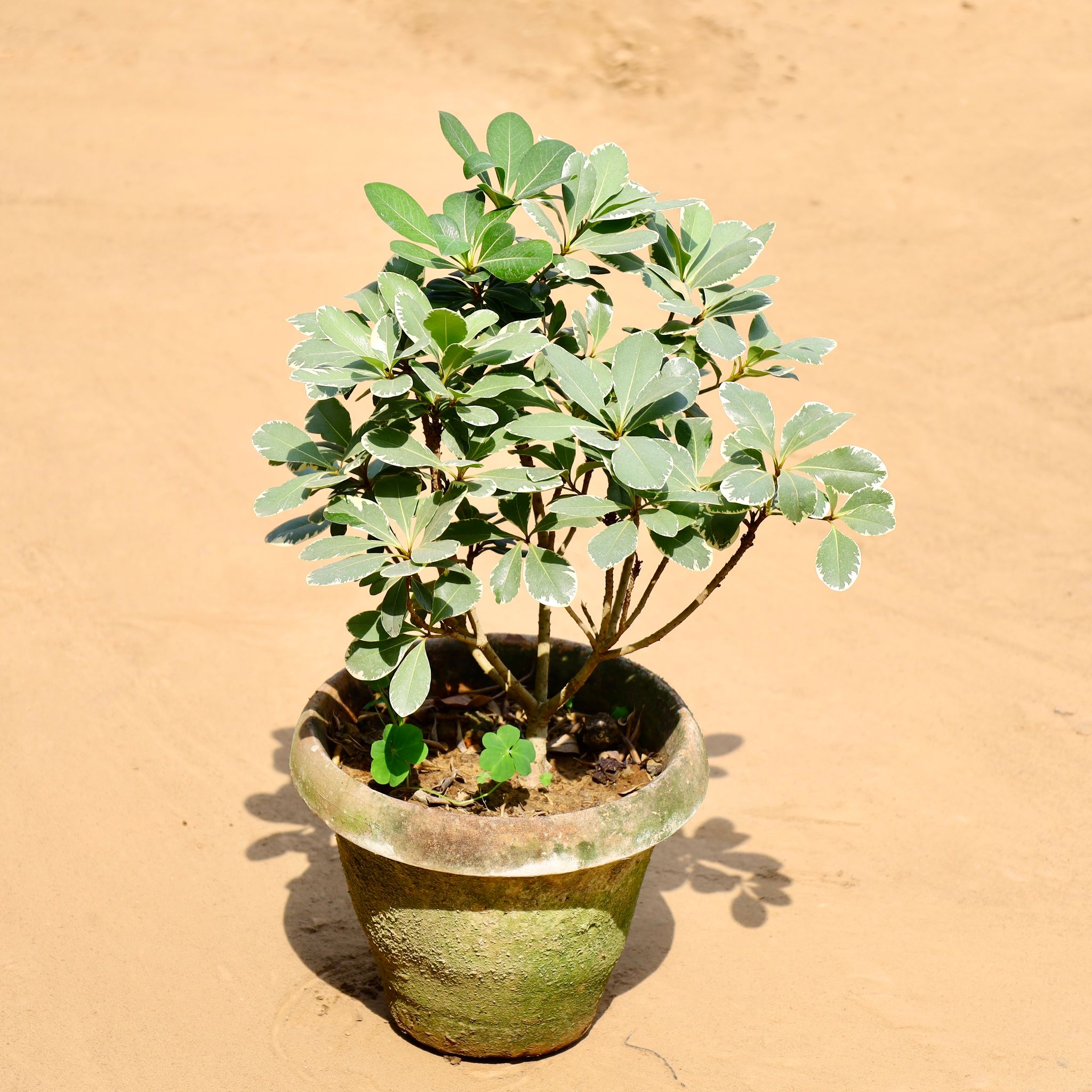 Pittospourm Tobera Varigated in 10 Inch Clay pot